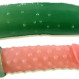 Man's sexy squirting cucumber